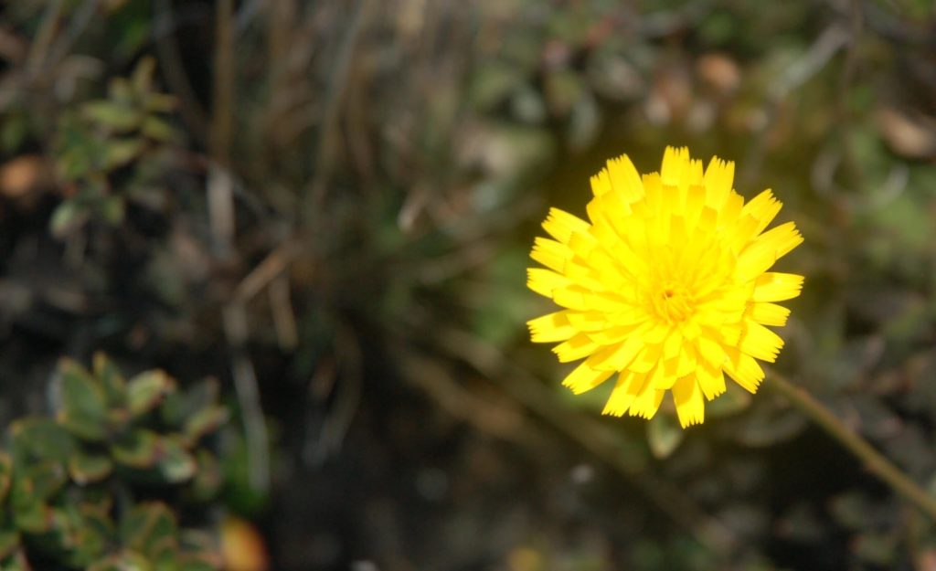 Margarita Amarilla (Euryops pectinatus) en el Volcán Irazú. Foto por Héctor Vides - Social Media Costa Rica