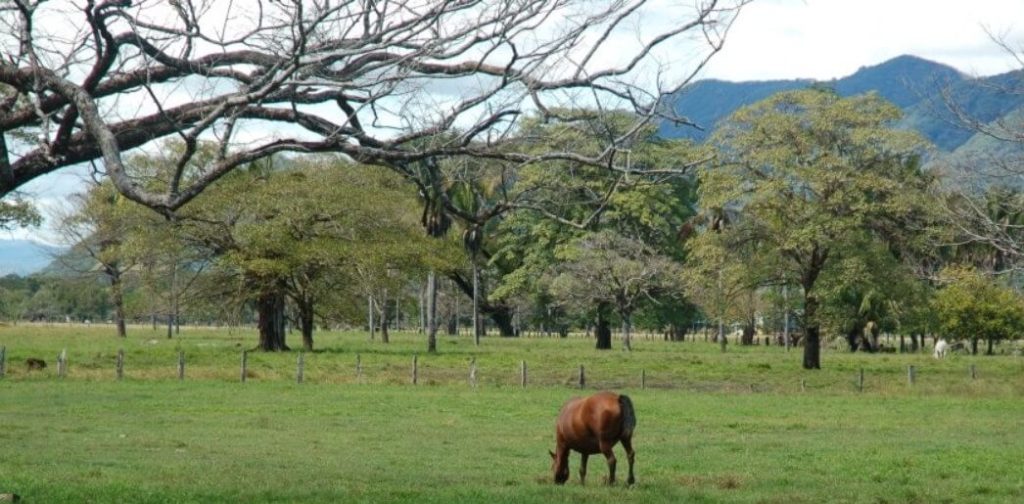 Horse in farm. Photo by Héctor Vides / Social Media Costa Rica