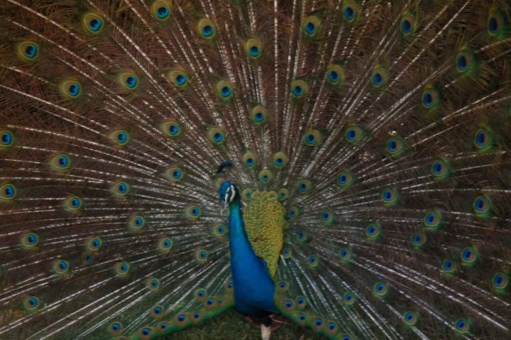 Peacock at Zooave (bird zoo), Alajuela. Photo by Héctor Vides / Social Media Costa Rica