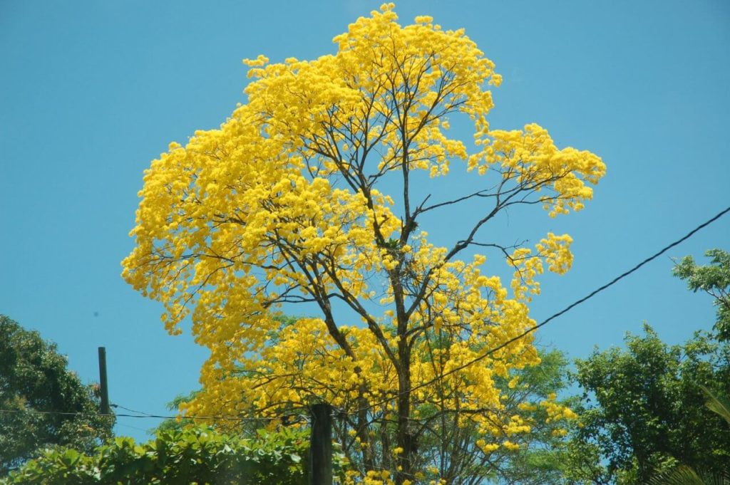 Árbol de Fuego. Photo by Héctor Vides / Social Media Costa Rica