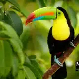 Watching Birds as TUCAN is an option. Ask your recovery centers in Costa Rica after or during your dental treatment